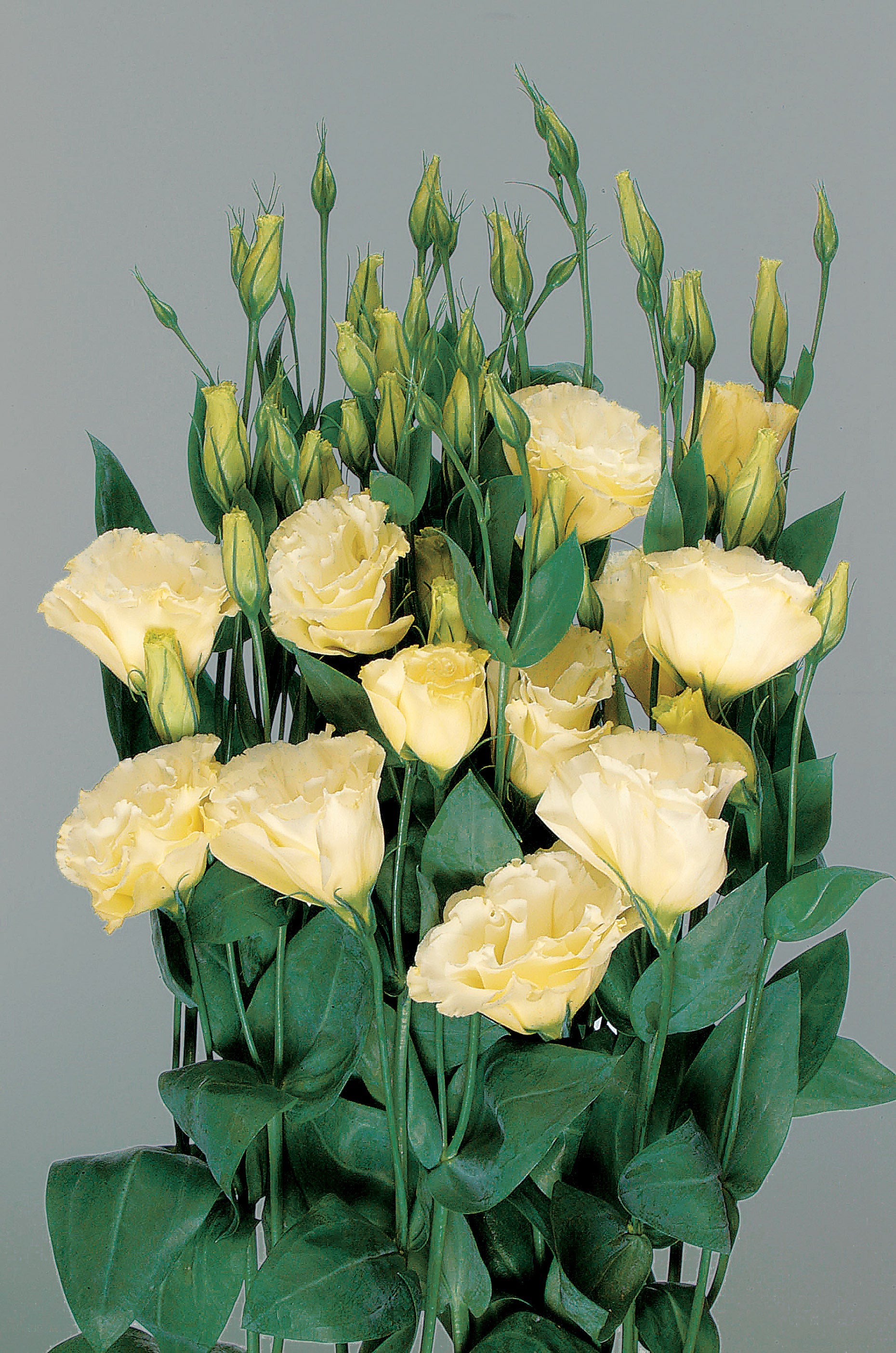 Lisianthus