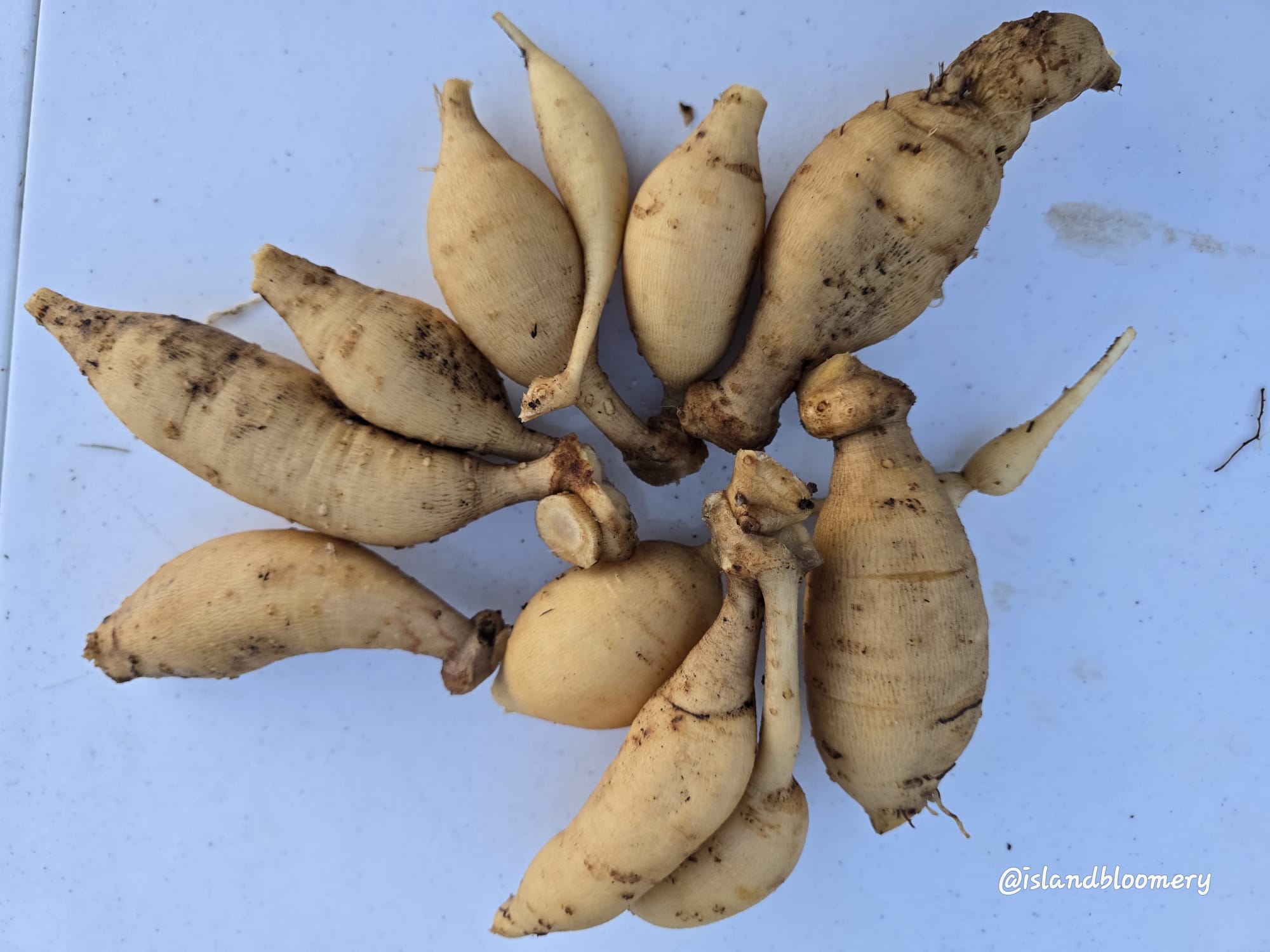 Dahlia Tubers