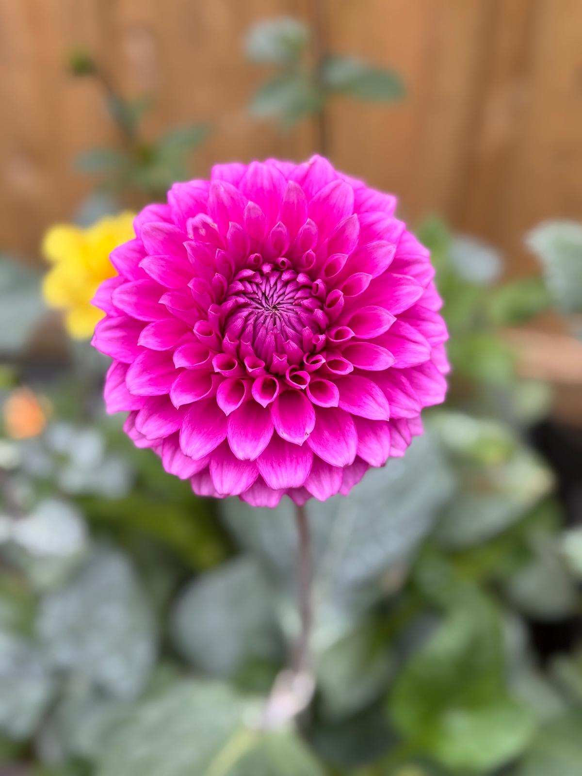 Dahlia Seeds