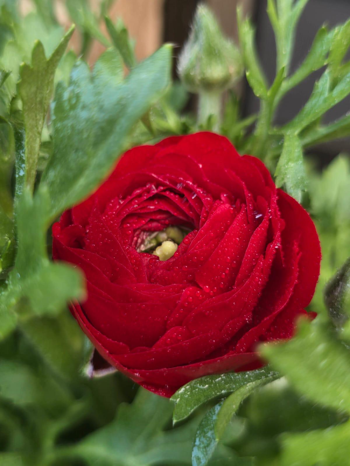 Ranunculus
