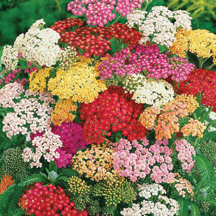 Achillea Summer Pastels