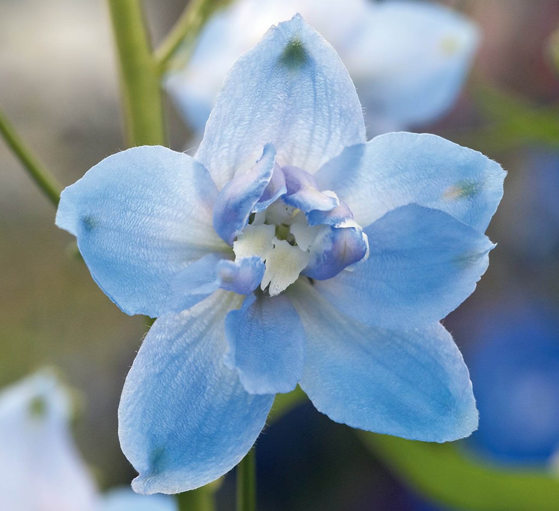 Delphinium Magic Fountain Sky Blue