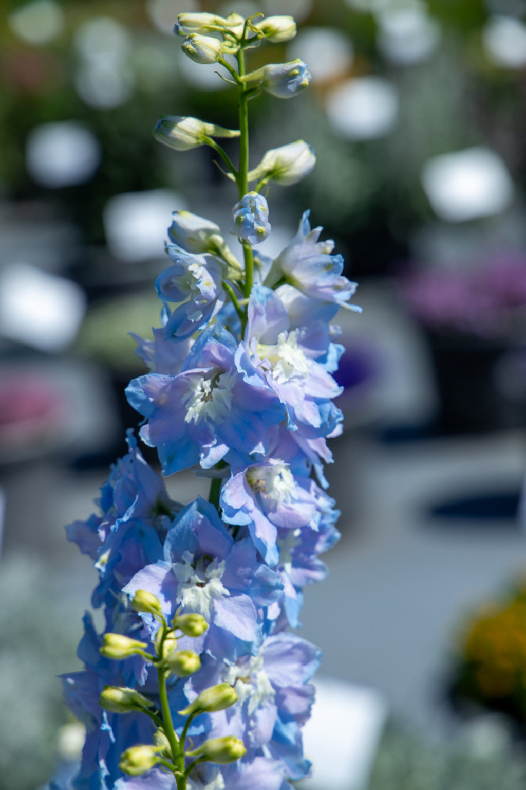 Delphinium Magic Fountain Sky Blue White Bee