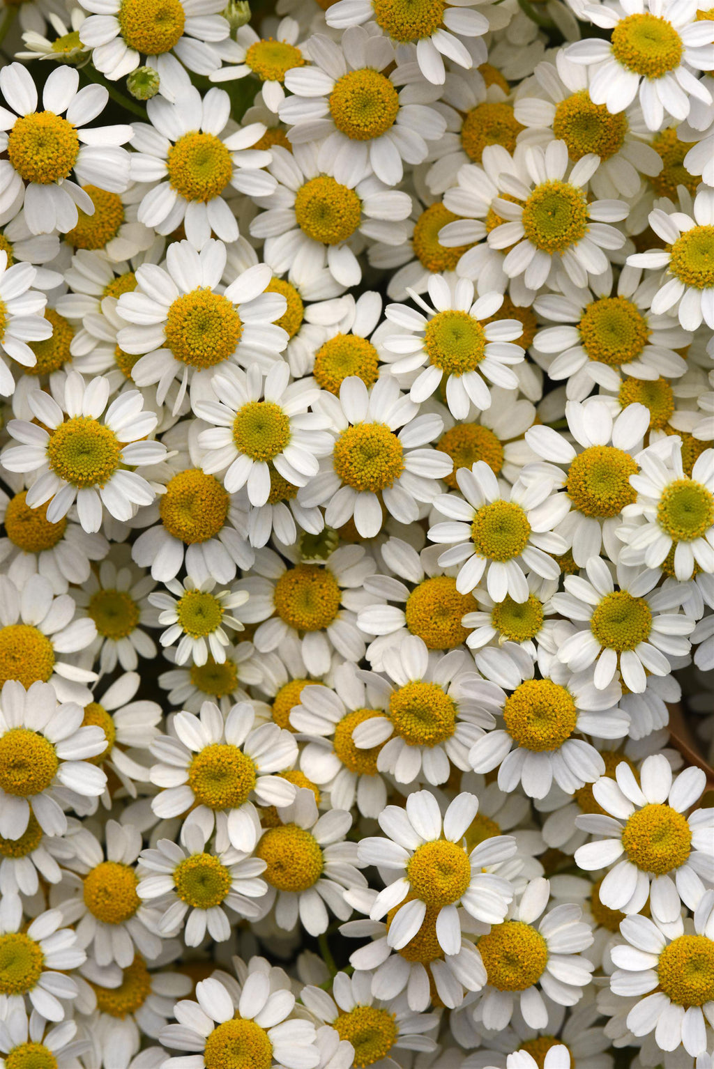 Matricaria Champagne