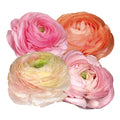 Ranunculus Elegance Pastello 102-14