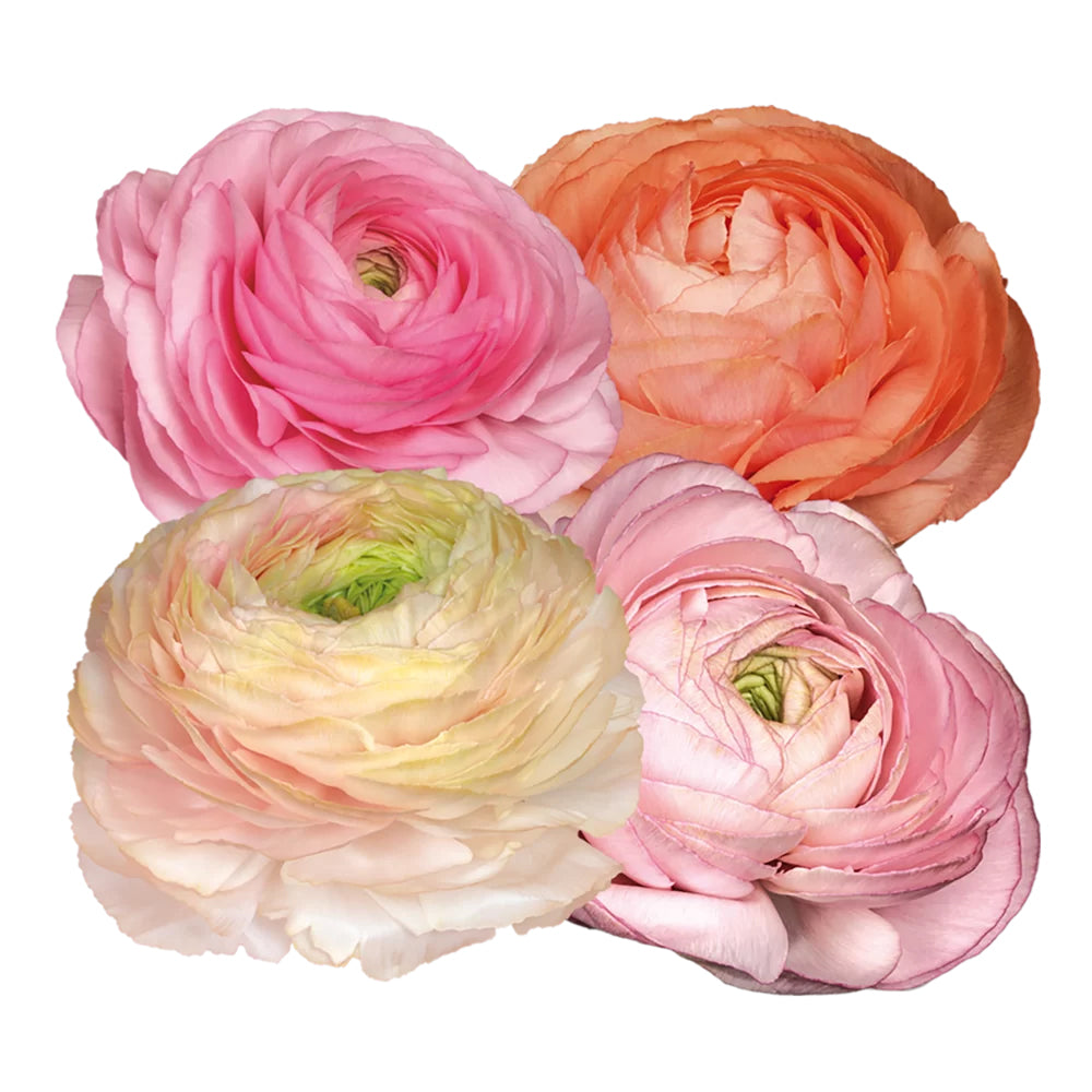 Ranunculus Elegance Pastello 102-14