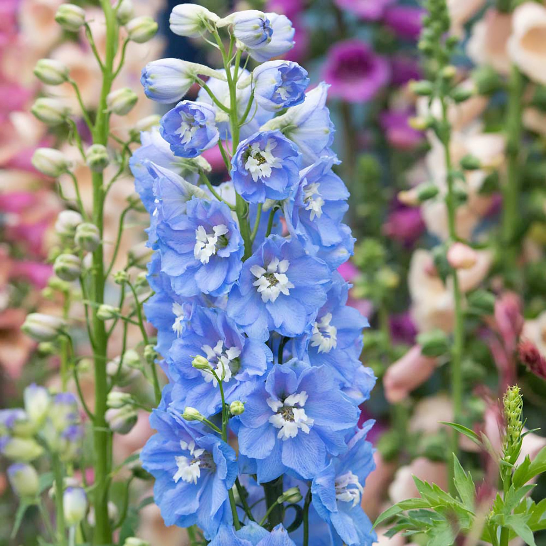 Delphinium Magic Fountain Sky Blue