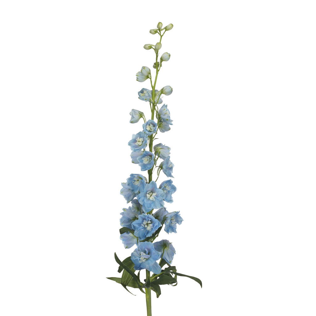 Delphinium Magic Fountain Sky Blue White Bee
