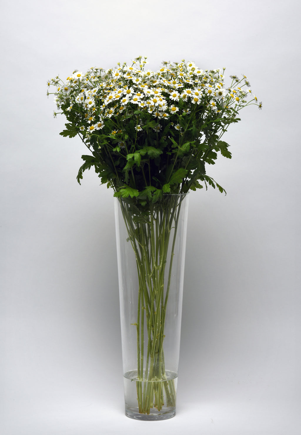 Matricaria Champagne
