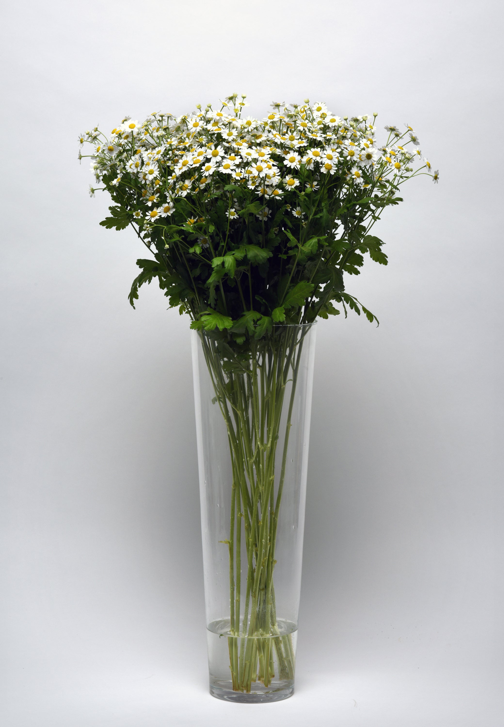 Matricaria Champagne