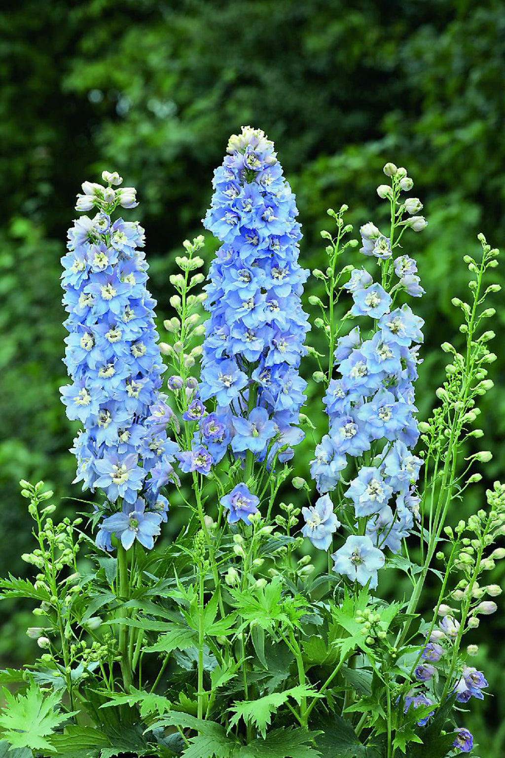 Delphinium Magic Fountain Sky Blue