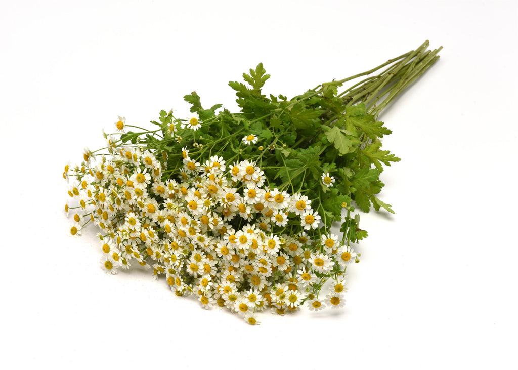 Matricaria Champagne