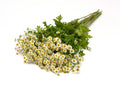 Matricaria Champagne