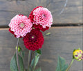 Florelie Cosmic Romance - Tuber