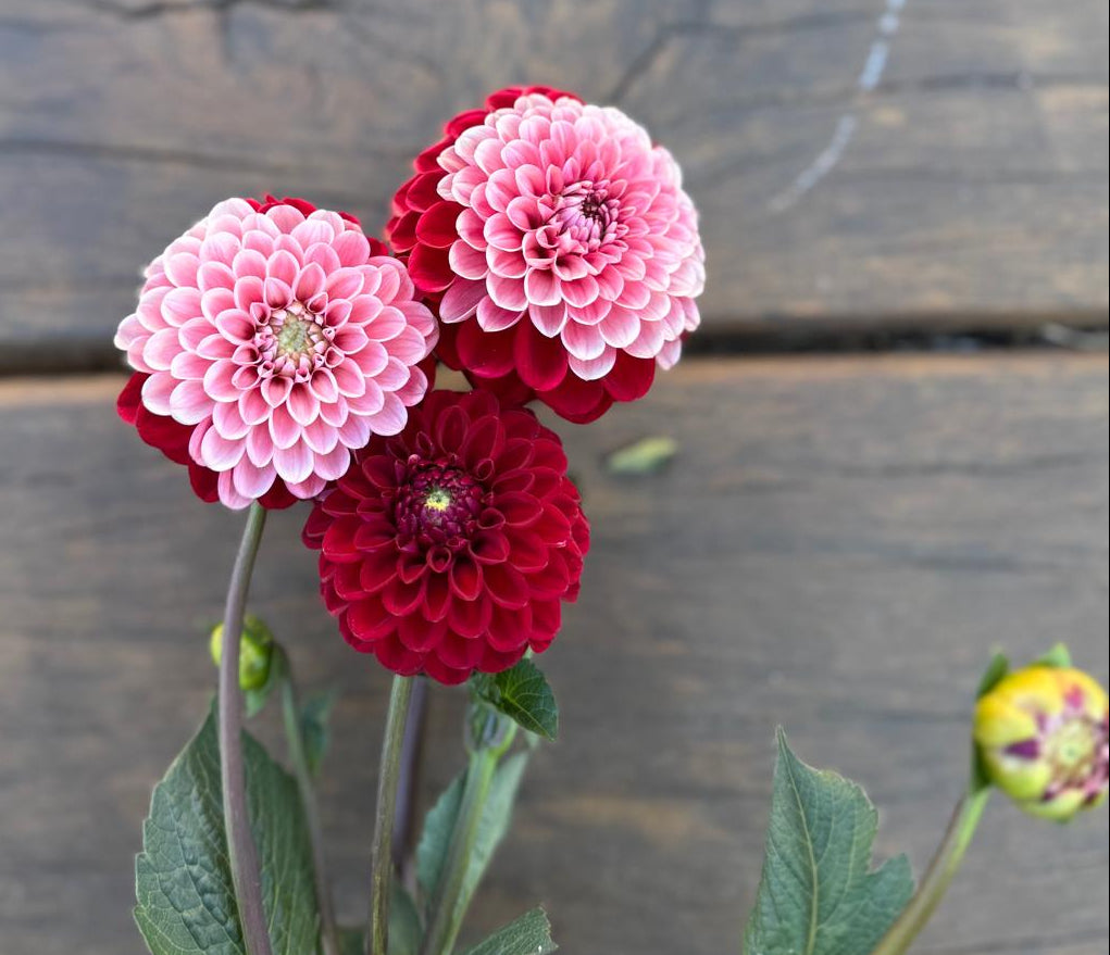 Florelie Cosmic Romance - Tuber