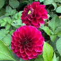 Burgundy Ball - Tuber