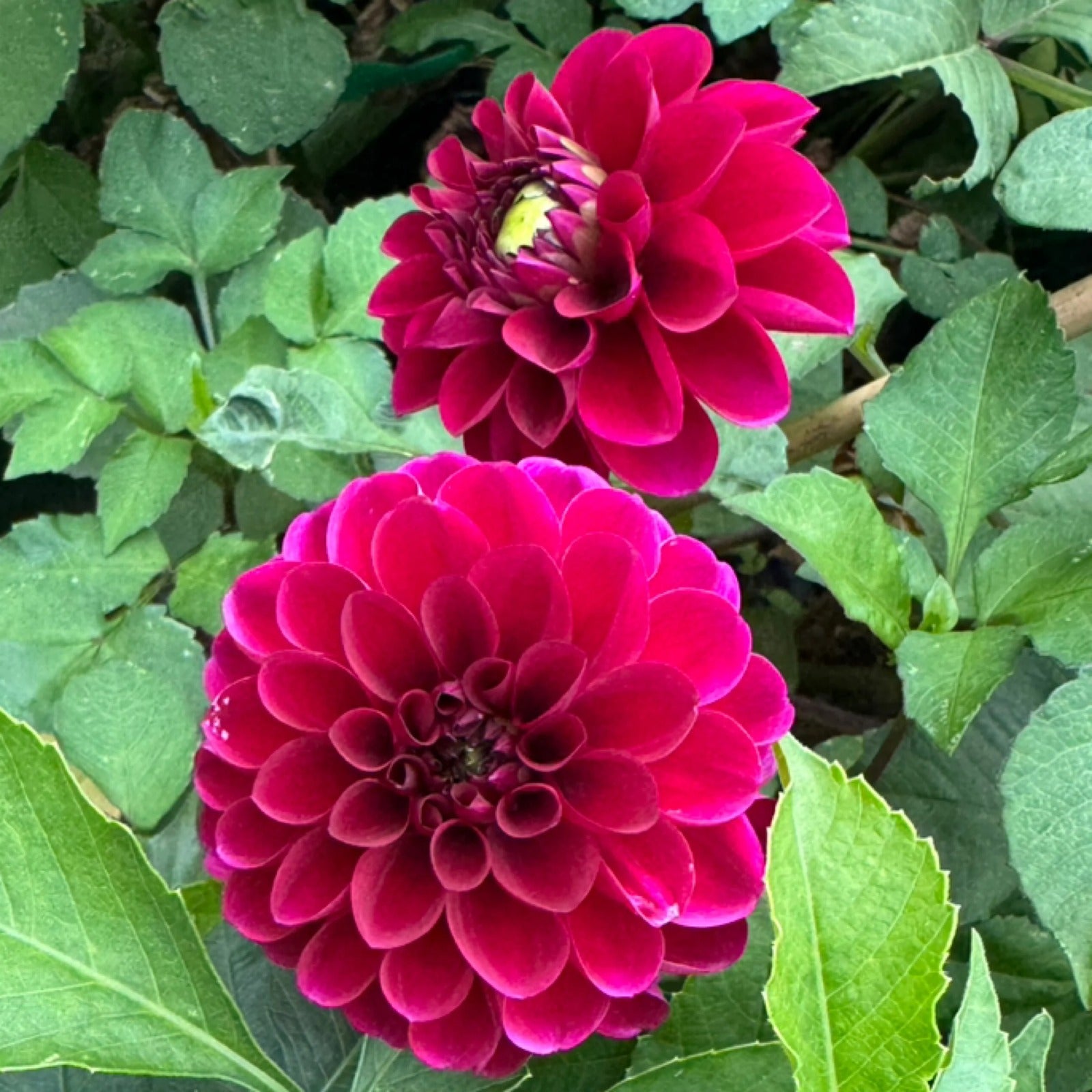 Burgundy Ball - Tuber