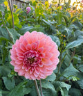 Hillier Tanunda - Tuber