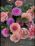 Dahlia Seeds Mixed