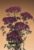 Trachelium Lake Michigan Violet