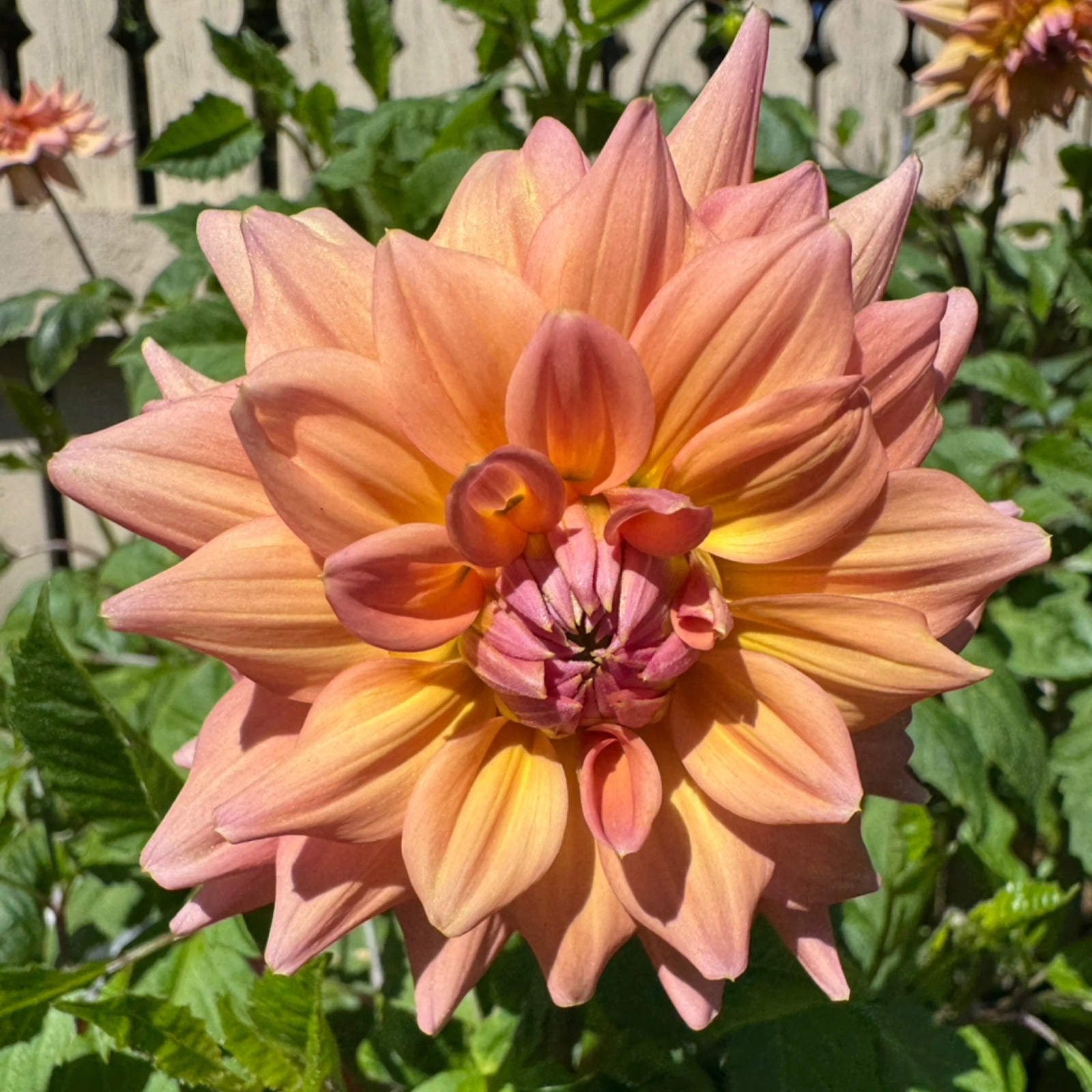 Apricot Peachy - Tuber
