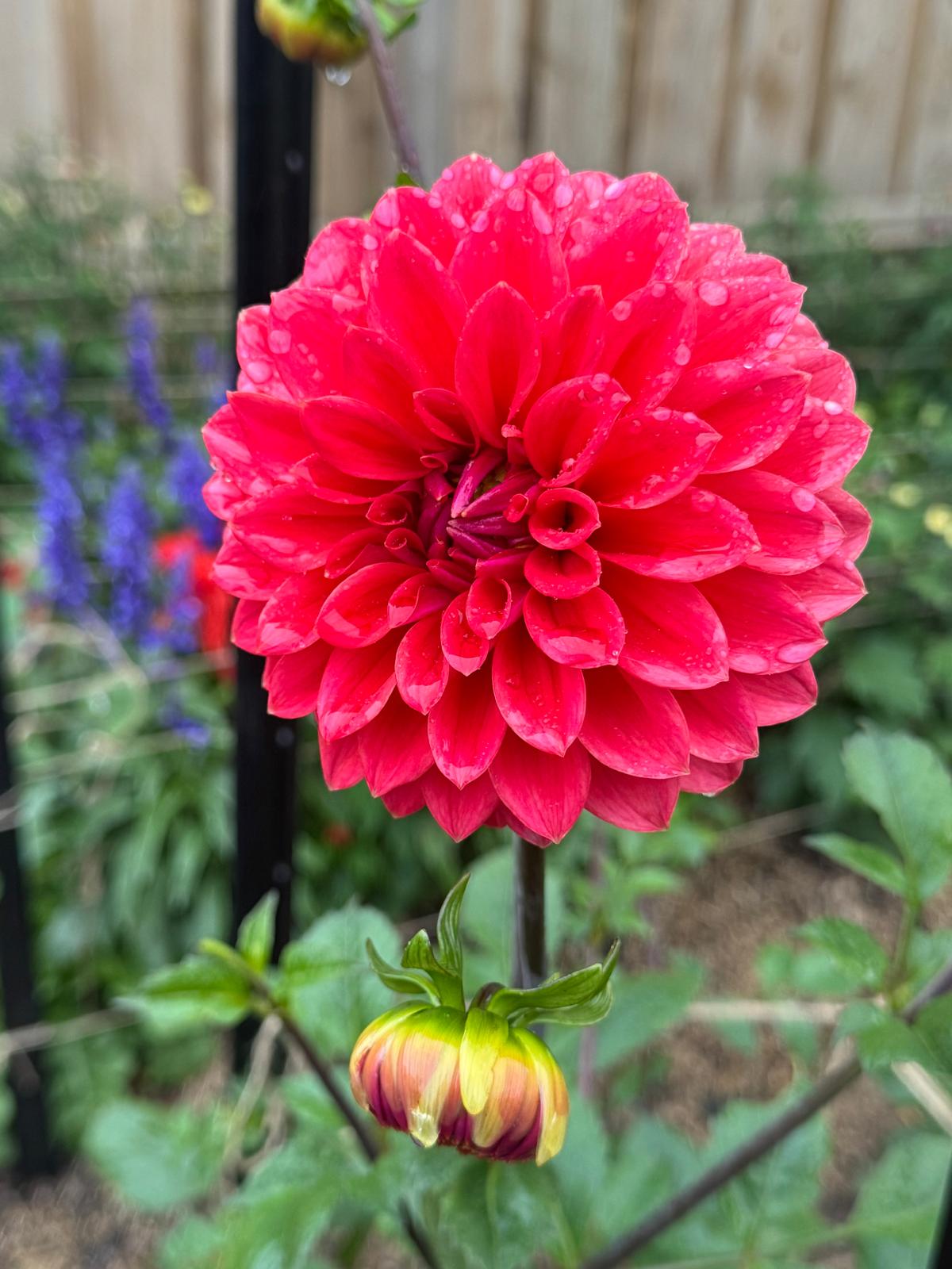 Warraview Watermelon - Tuber