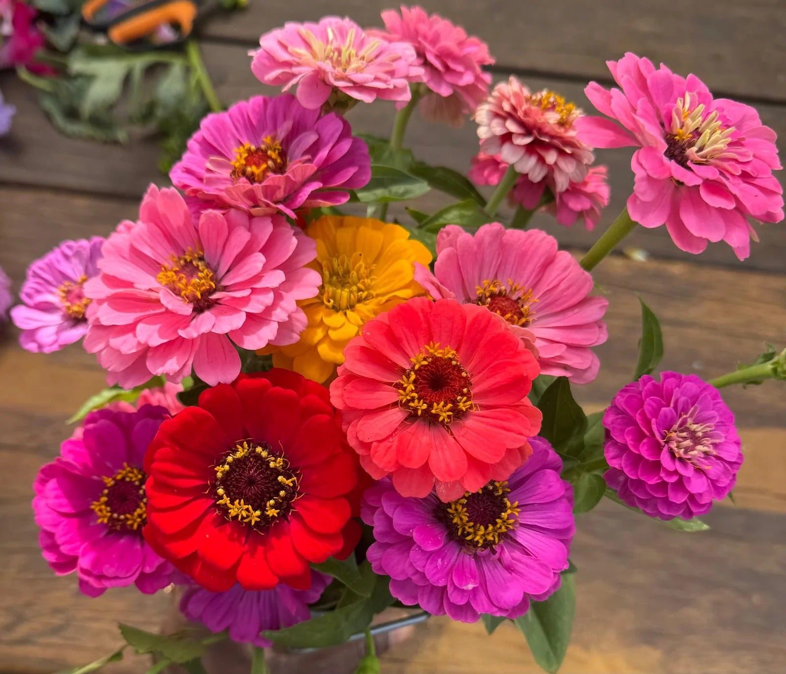 Fresh Zinnia Flowers