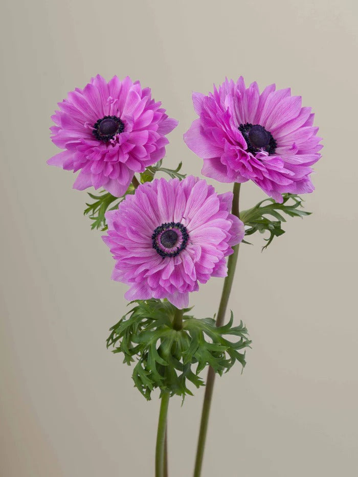 Anemone Levante Fucsia