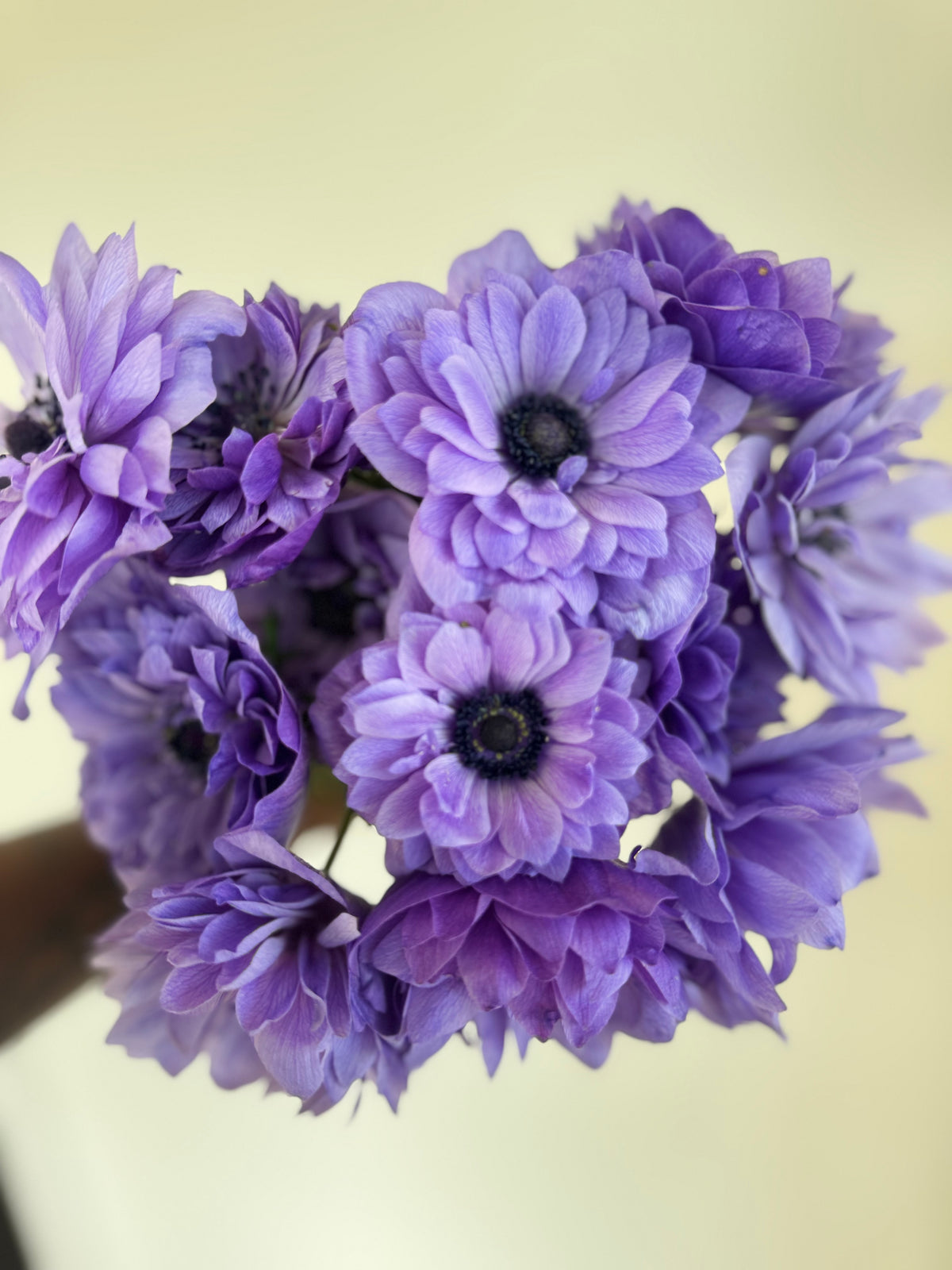 Anemone Levante Blu - Corms