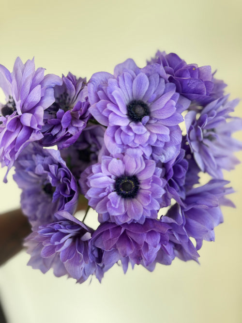Anemone Levante Blu - Corms