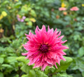 Penhill Dark Monarch - Tuber
