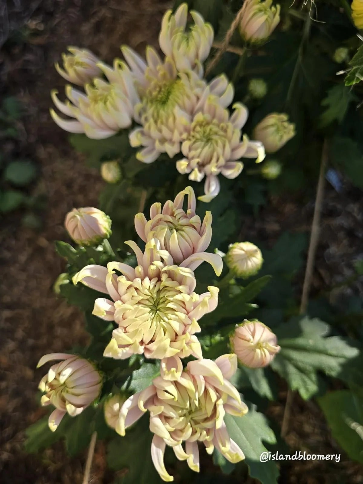 Champagne Light Pink