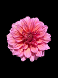 Everbloom Chakra - Tuber