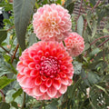 Florelie Angostura - Tuber