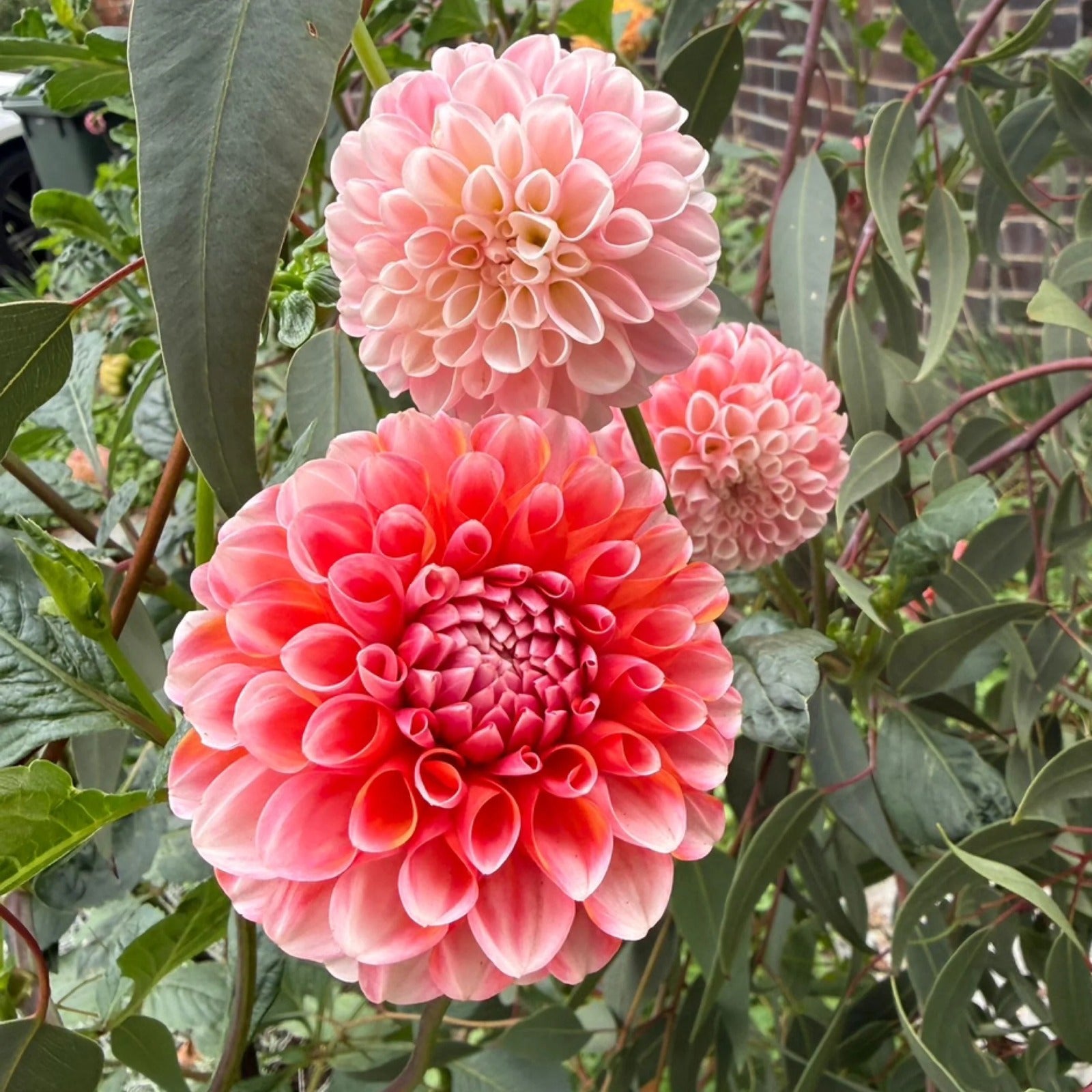 Florelie Angostura - Tuber
