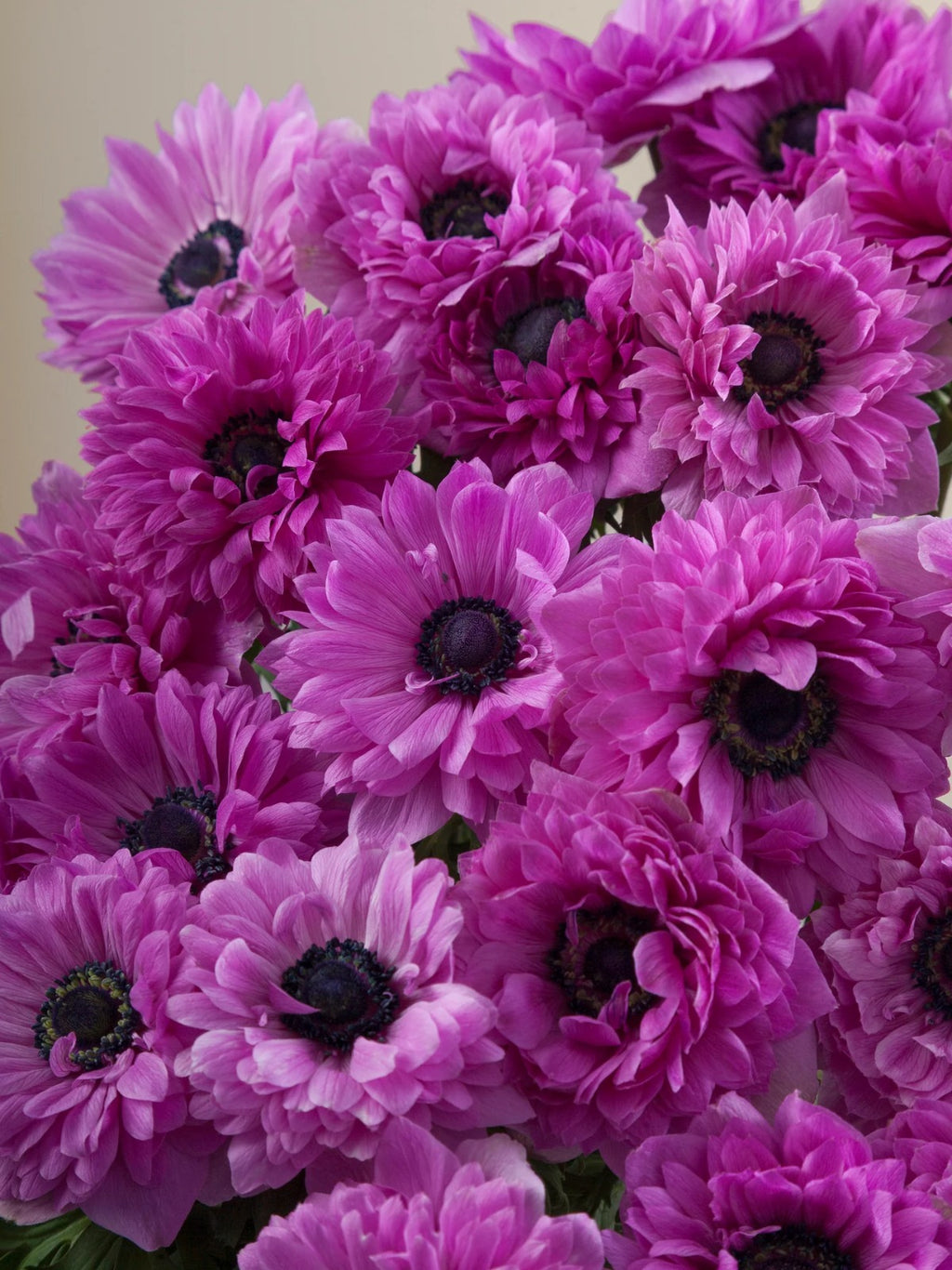 Anemone Levante Fucsia