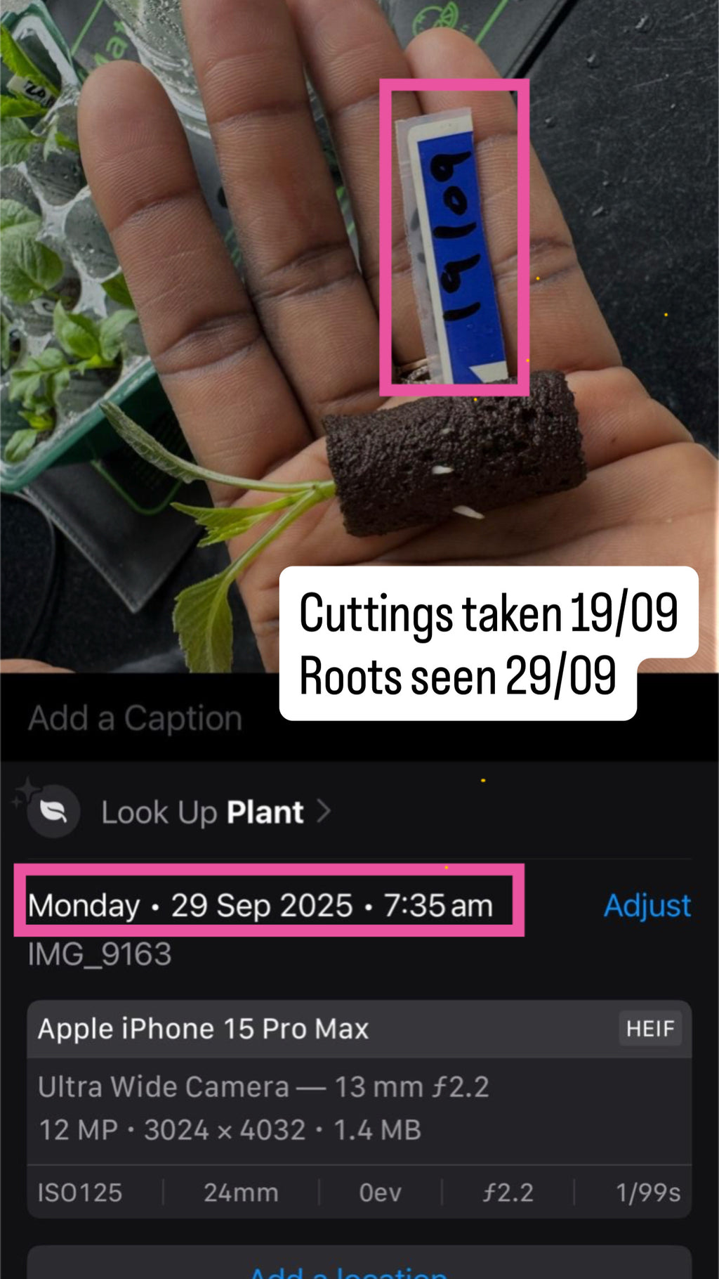 Dahlia Cuttings Masterclass