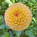Glenbank Honeycomb - Tuber