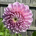 Glenmarc Thiona - Tuber