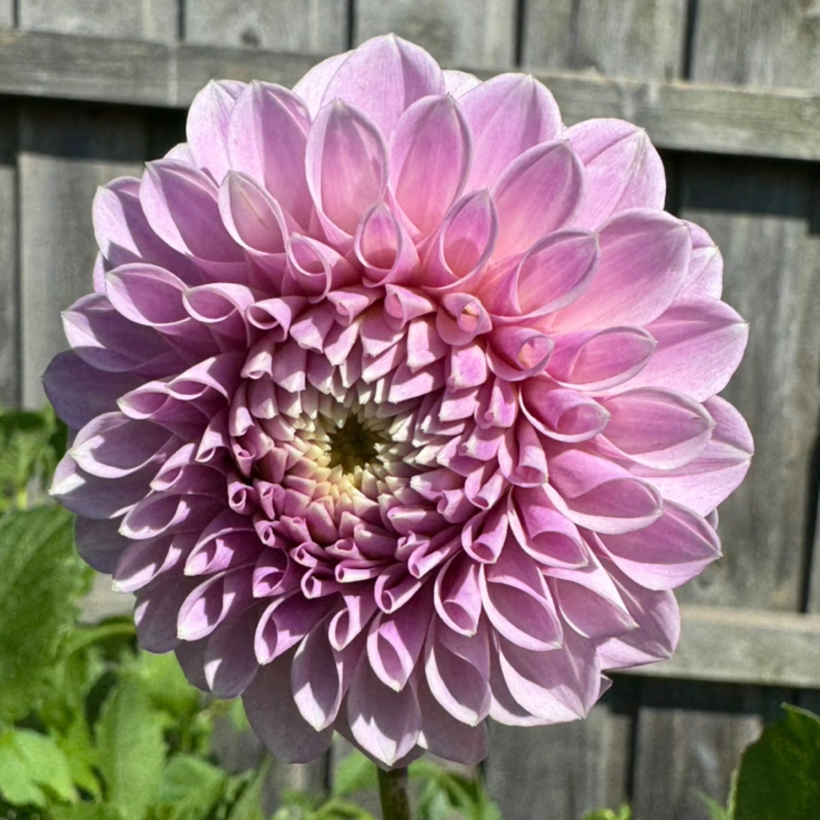 Glenmarc Thiona - Tuber