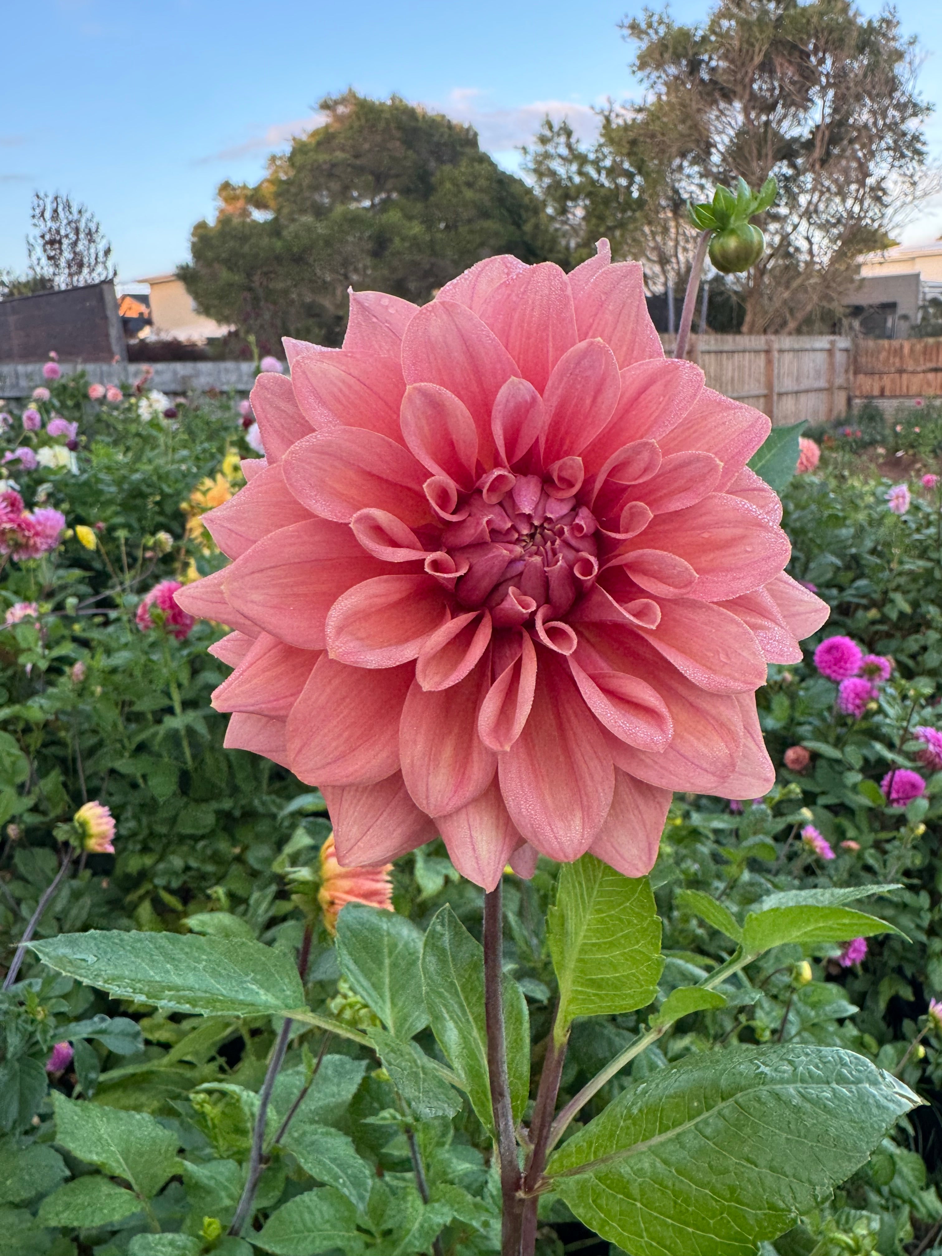 Lileah Caramel Rose - Tuber