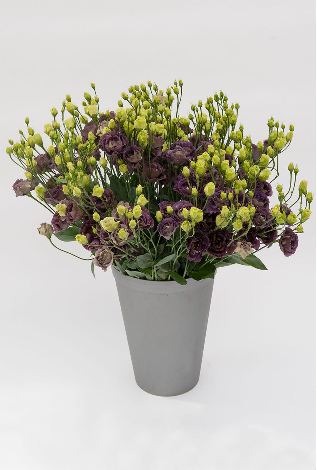 Lisianthus Rosanne 1 Black Pearl