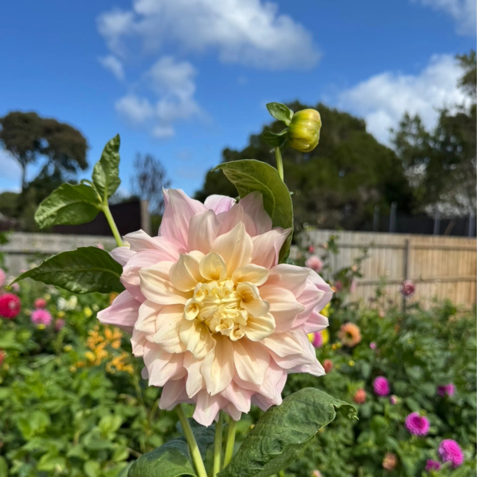 Cerise Rosebud - Tuber