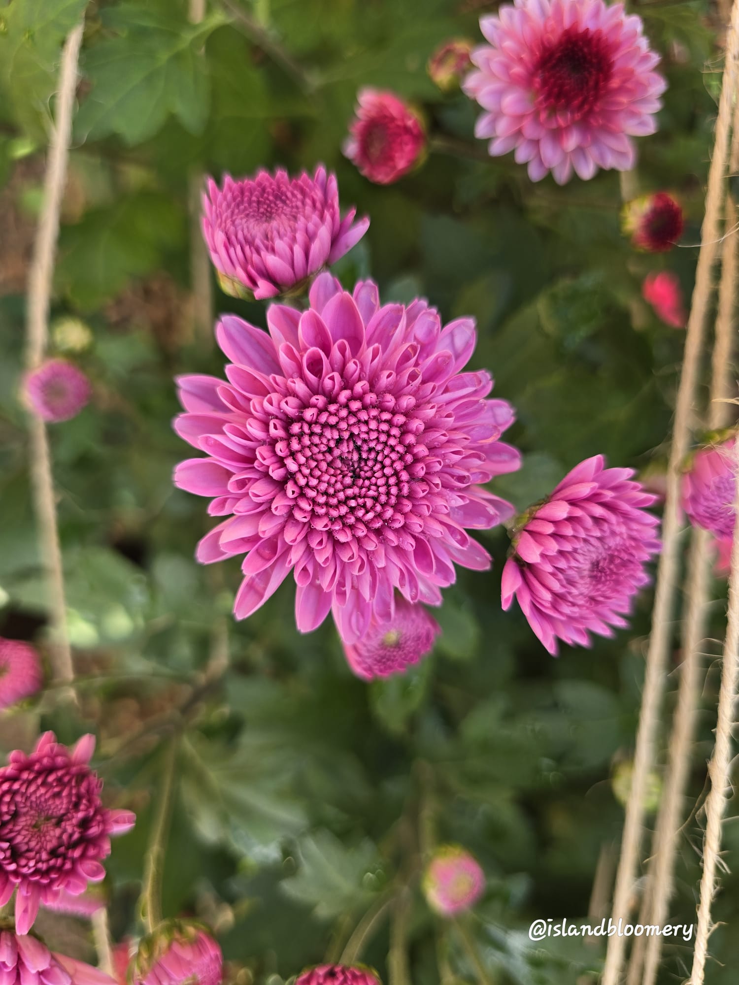 Jewel Lilac