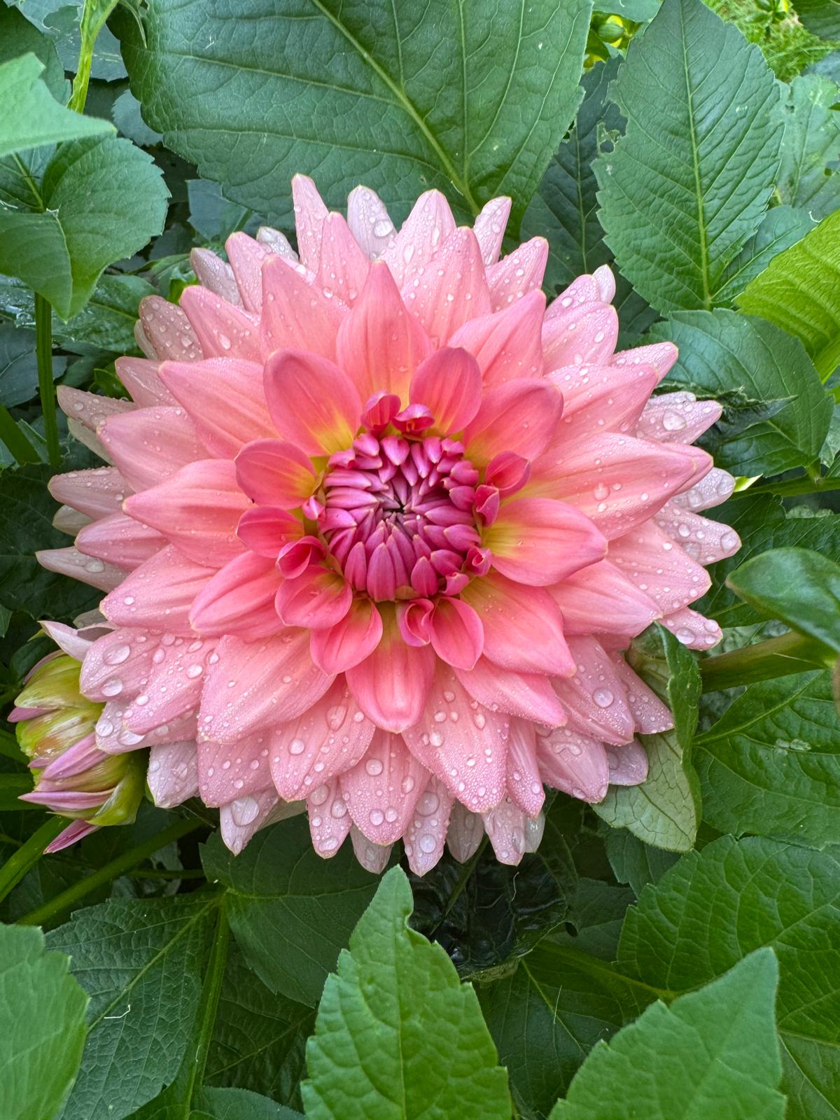 WV Victorian Blush - Tuber