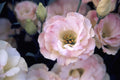 Lisianthus Arena 3 Champagne