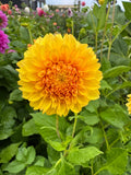 Florelie Dandelion - Tuber