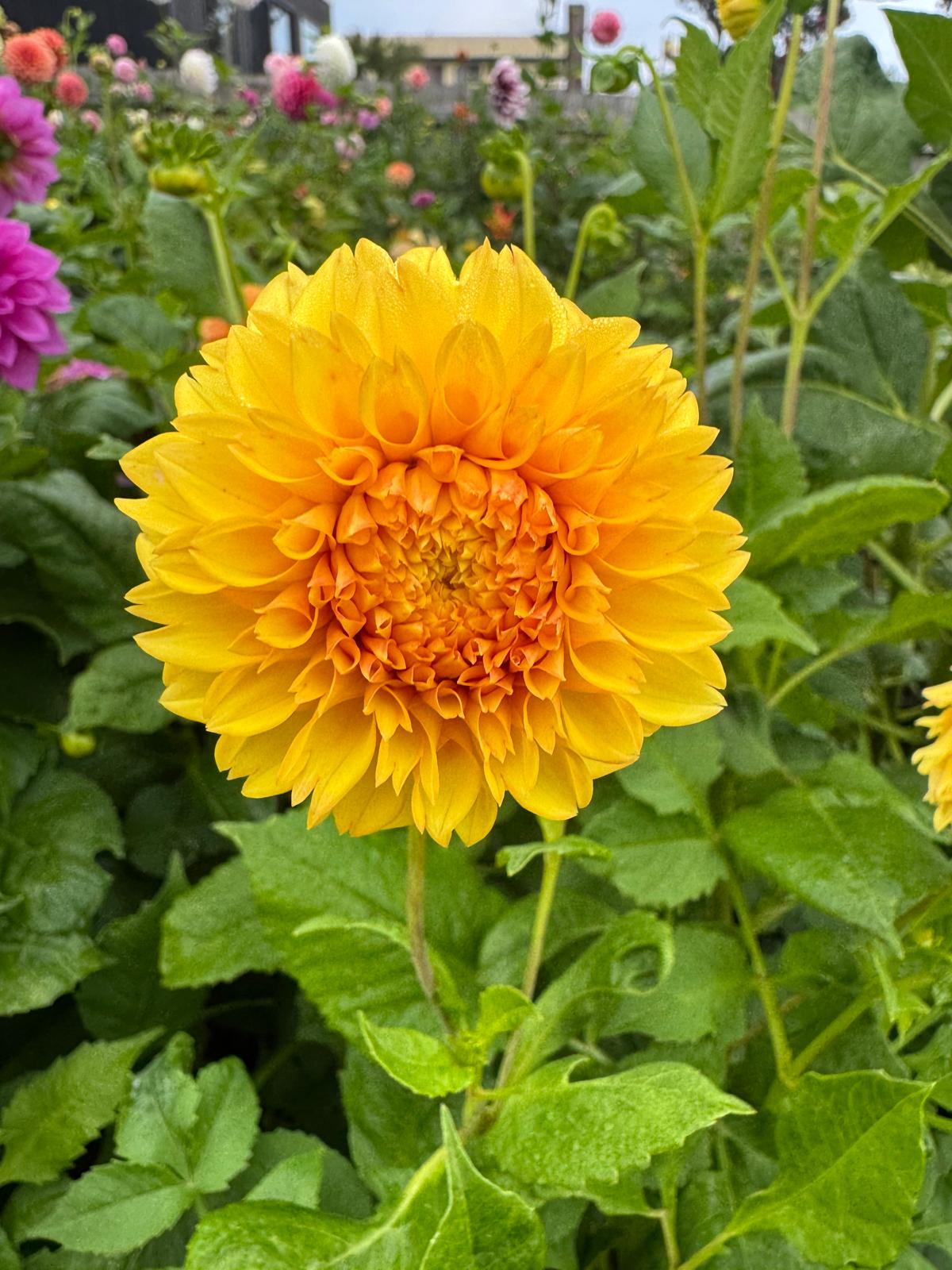 Florelie Dandelion - Tuber