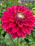 Everbloom Sangria - Tuber