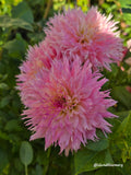 Pinelands Princess - Cutting - Limit 1 per customer